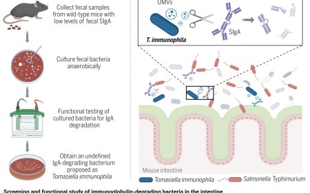 A host-adapted auxotrophic gut symbiont induces mucosal immunodeficiency