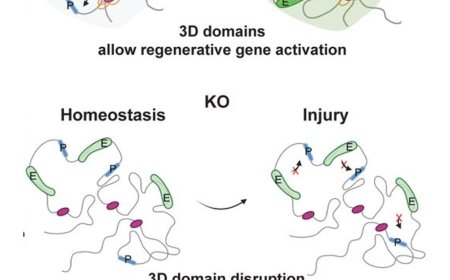 Promoter–enhancer looping in  axonal regeneration