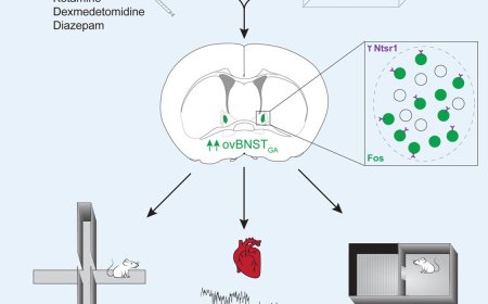 General anesthesia activates a central anxiolytic center in the BNST
