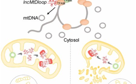 The mitochondrial long non-coding RNA suppresses Alzheimer’s disease
