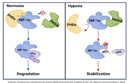Stabilizing HIF-1α by citrullination promotes tumor progression