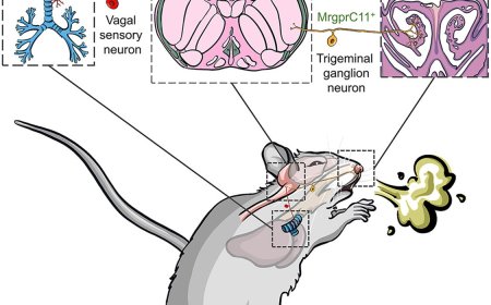 Divergent sensory pathways of sneezing and coughing