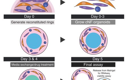 A platform for rapid patient-derived cutaneous neurofibroma organoid establishment and screening