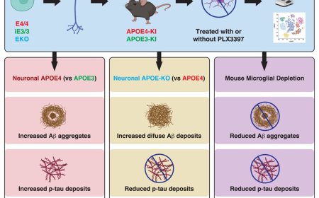Effect of microglia depletion in APOE4 Alzheimer’s disease model