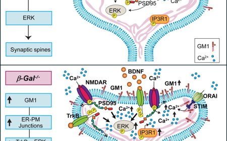 GM1-gangliosidosis model in neurodegeneration