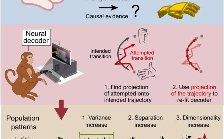 Improving fine motor skills of neural prostheses
