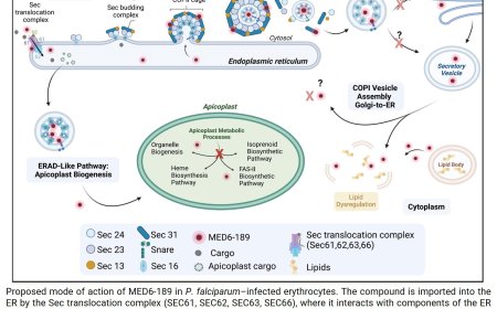A new drug to fight malaria