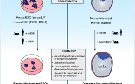 Inhibiting metabolic enzyme to “pause" human development