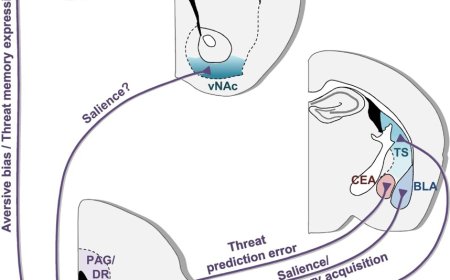 Controlling threat and safety learning by Dopaminergic circuits