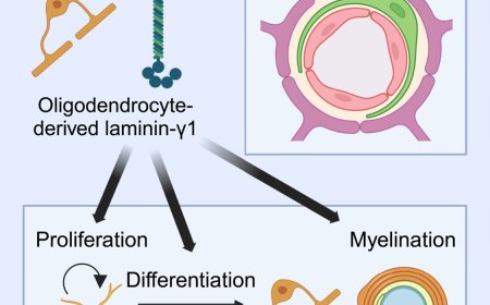 Oligodendrocyte-derived laminin-g1 regulates the blood-brain barrier and CNS myelination in mice