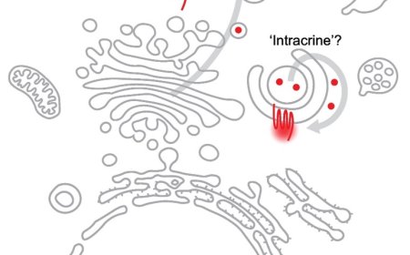 Endomembrane GPCR signaling