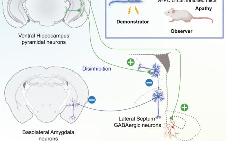 Dual circuits originating from the ventral hippocampus independently facilitate affective empathy