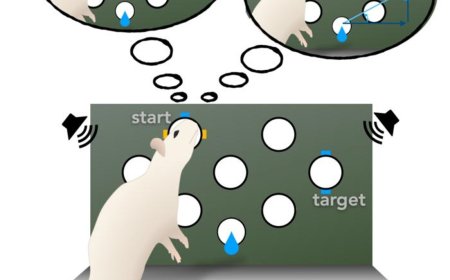 Dual maps of secondary motor cortex discovered!