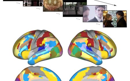 Functional architecture of cerebral cortex during naturalistic movie watching
