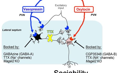 Repressing lateral septum neurons that disable sociability in an autism mouse model