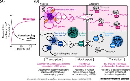 Macromolecular assemblies in promoting cellular shutdown in heat