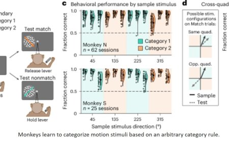 Primate superior colliculus is causally engaged in abstract higher-order cognition