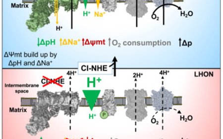Unexpected involvement of sodium transport in mitochondrial energy generation