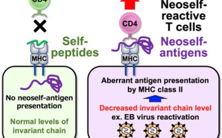 Neoself-antigens induce autoimmunity in lupus