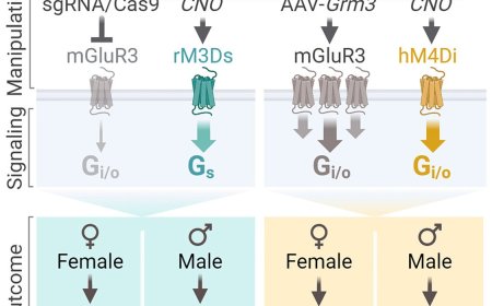 Hippocampal astrocytes induce sex-dimorphic effects on memory