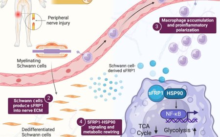 Schwann cell role in peripheral nerve degeneration after neurotrauma