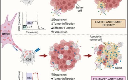 ‘Supercharging’ T cells with mitochondria enhances their antitumor activity