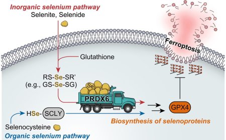 Controlling ferroptosis sensitivity!