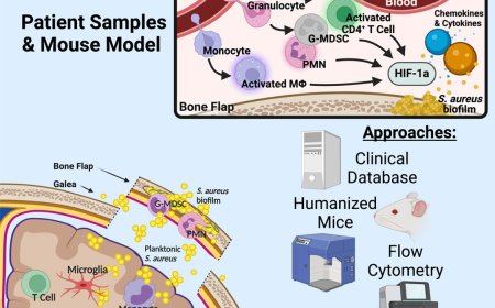 Role for hypoxia-inducible factor signaling during human craniotomy infection