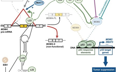 MDM4 exon skipping upon dysfunctional ribosome assembly