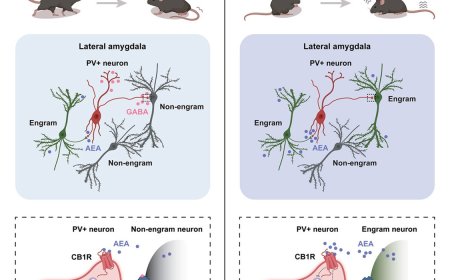How stress is fundamentally changing our memories