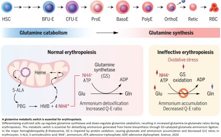 A glutamine metabolic switch in red blood cell development and disease