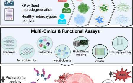 Xeroderma pigmentosum neurodegeneration multiomics using an induced pluripotent stem cell system