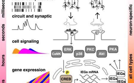 The massed-spaced learning effect in non- neural human cells