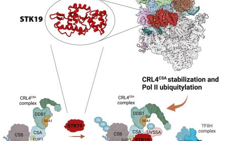 A serine-threonine kinase implicated in DNA repair