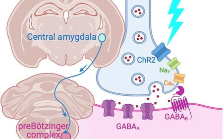 Central amygdala-to-pre-Bötzinger complex neurotransmission is direct and inhibitory