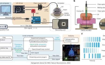 How optogenetics can put the brakes on epilepsy seizures
