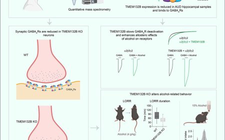 The TMEM132B-GABAA receptor complex controls alcohol actions in the brain