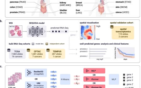 Cancer gene signatures in biopsy images using AI