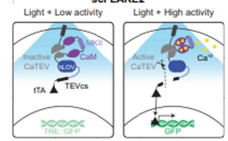 Anti-anxiety and hallucination-like effects of psychedelics mediated by distinct neural circuits
