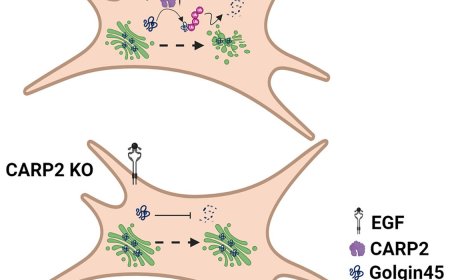 EGF-mediated Golgi dynamics and cell migration require CARP2