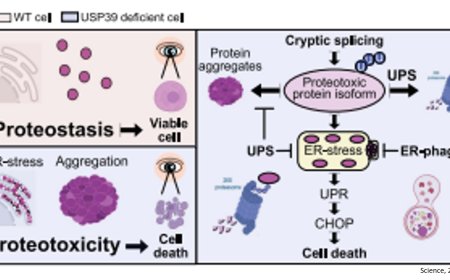 Slow editing of protein blueprints leads to cell death