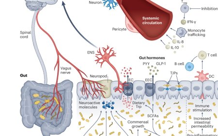 The diet–microbiota–gut–brain axis