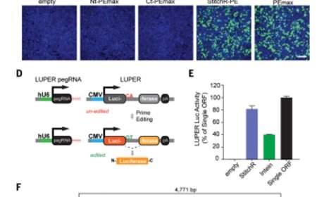 Delivering large gene to treat muscular dystrophies