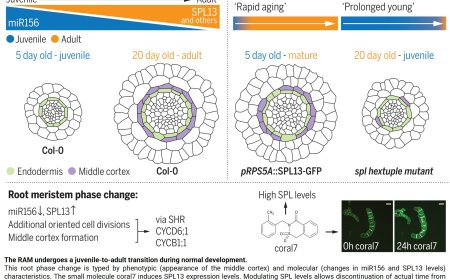SPL13 controls a root apical meristem phase change by triggering oriented cell divisions