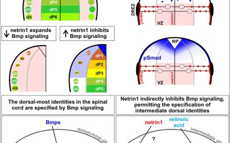 Role of protein netrin1 in spinal cord development