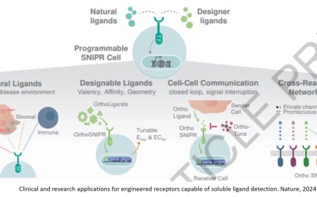 Engineered receptors help the immune system home in on cancer