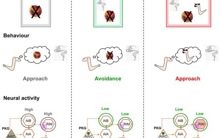 Conflict during learning reconfigures the neural representation of positive valence and approach behavior
