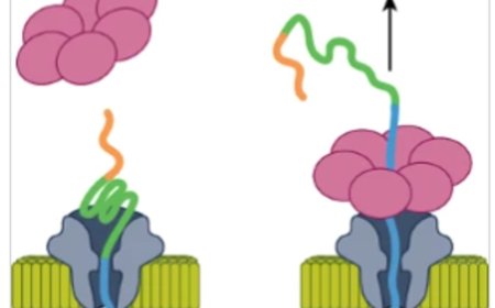 Multi-pass nanopore for single-molecule protein sequencing