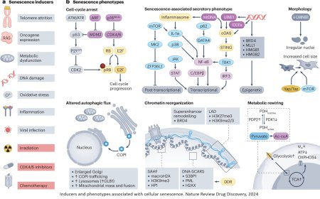 Targeting senescent cells  in cancer and age-related diseases