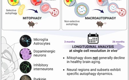 Recycling in middle age may be critical for brain health